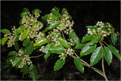 Elaeocarpus munronii